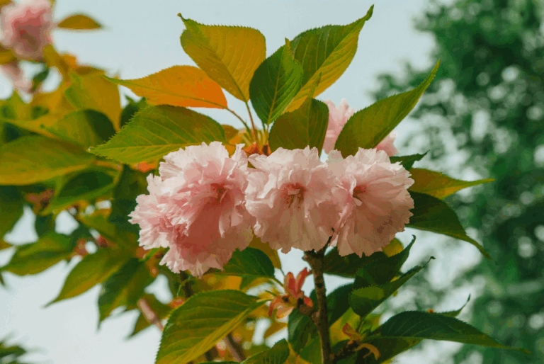 international relationship